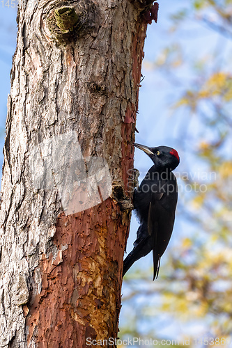 Image of bird Black Woodpecker, Czech Republic, Europe wildlife