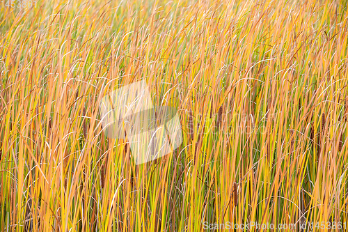 Image of orange reeds blowing in the wind.