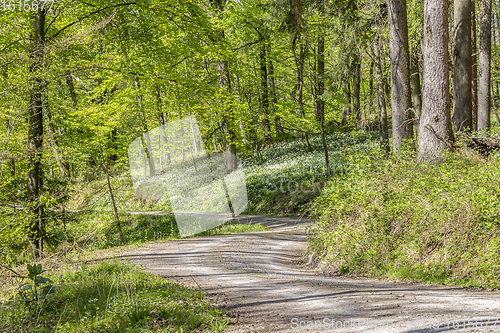 Image of sunny forest scenery