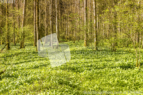 Image of idyllic forest scenery