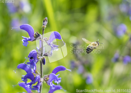 Image of meadow clary flowers