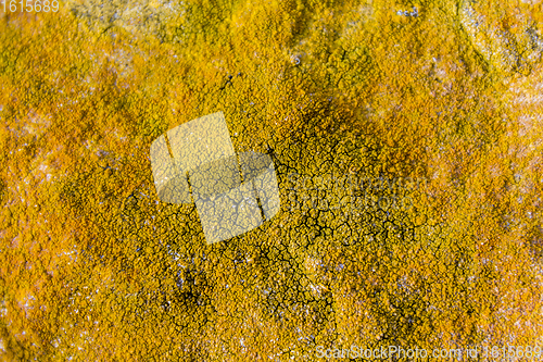 Image of overgrown abstract rock surface