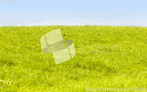 Image of vibrant green meadow