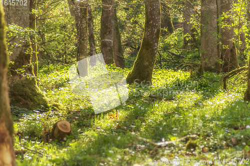 Image of idyllic forest scenery