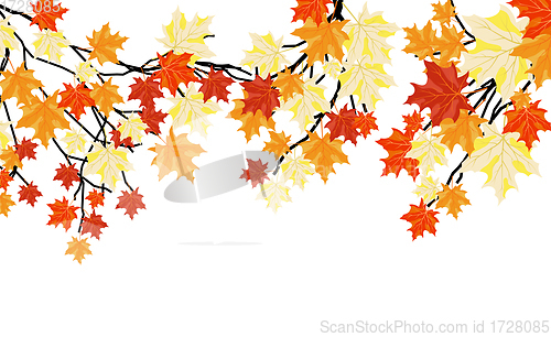 Image of Autumn maples