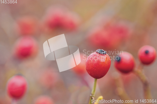 Image of Briar, wild rose hip shrub