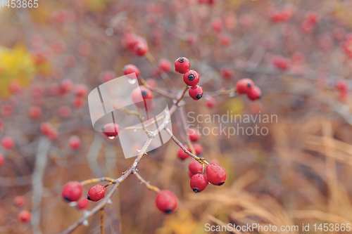 Image of Briar, wild rose hip shrub