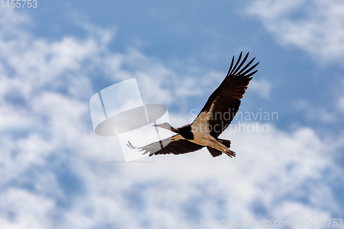 Image of big bird White-bellied Stork fly, Ethiopia