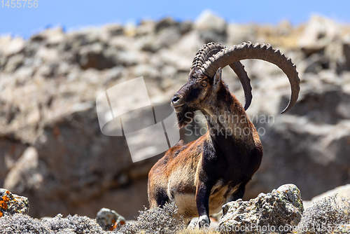 Image of rare Walia ibex in Simien, Ethiopia wildlife