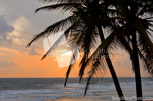 Image of Tropical sunset scene with palms