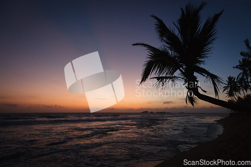 Image of Palm and ocean on sunset