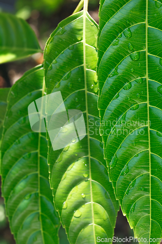 Image of Green leaves with drops of water