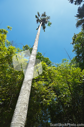 Image of Tall palm