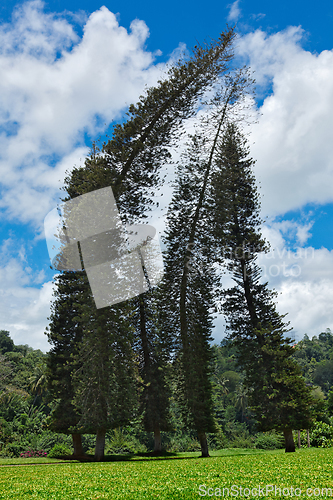 Image of Crooked Cook Pines (Araucaria columnaris)