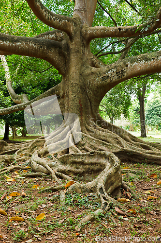 Image of Tree roots
