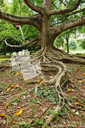 Image of Tree roots