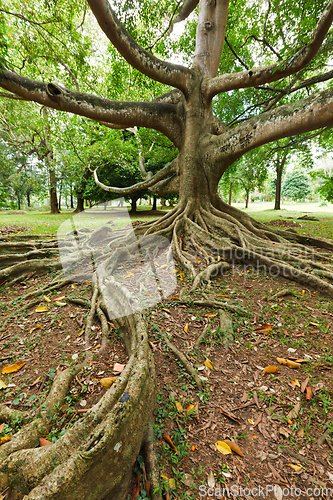 Image of Tree roots