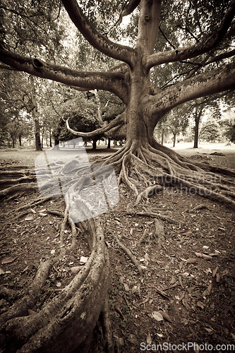 Image of Tree roots