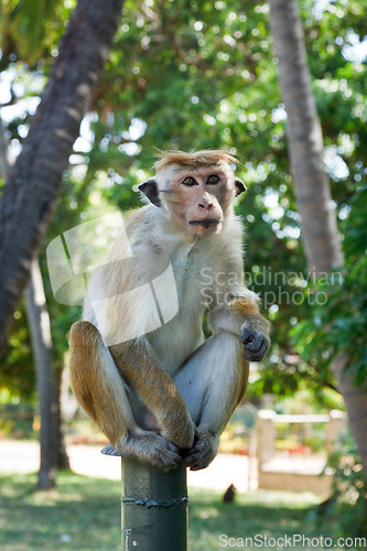 Image of Long tailed macaque