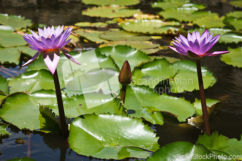 Image of Purple lotuses