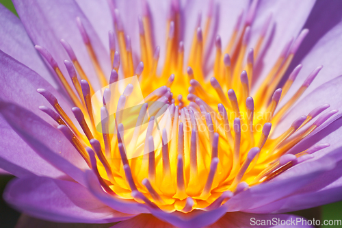 Image of Purple lotus