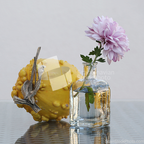 Image of Chrysanthemum and pumpkin