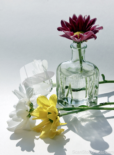 Image of Beautiful daisy flowers