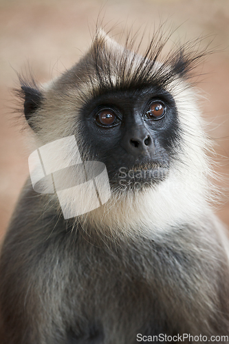 Image of Monkey