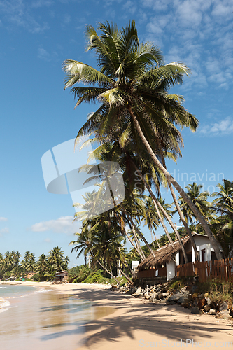 Image of Idyllic beach with palm. Sri Lanka