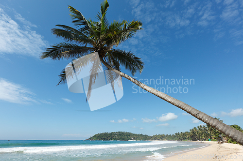 Image of Idyllic beach with palm. Sri Lanka