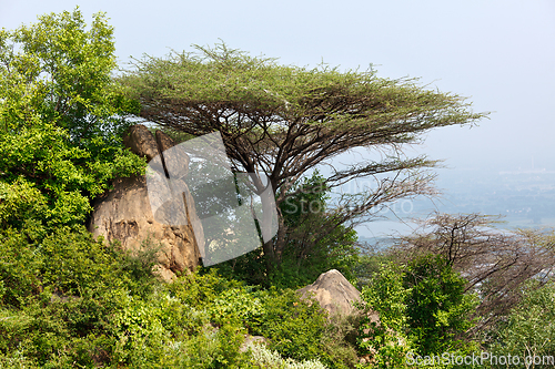 Image of Tree in mountains