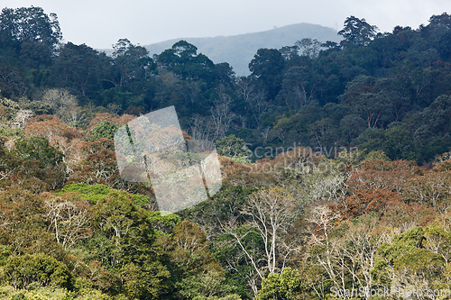 Image of Trees in Periyar Wildlife Sanctuary