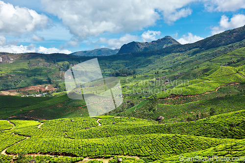 Image of Tea plantations