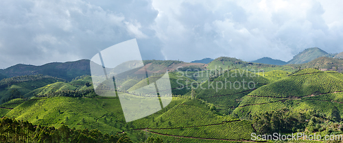 Image of Panorama of tea plantations