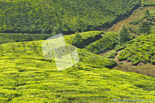 Image of Tea plantations