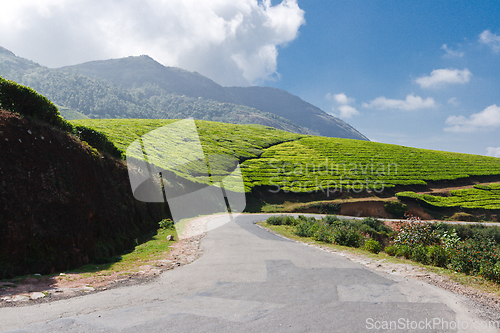 Image of Road in tea plantations