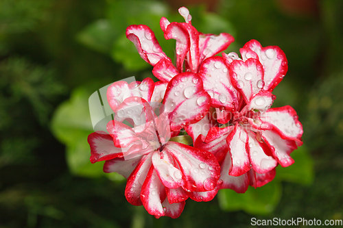 Image of Tropical flowers