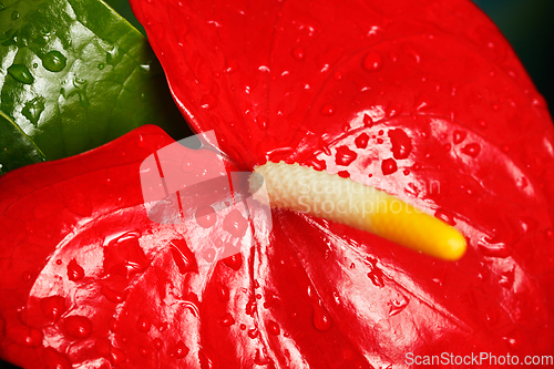 Image of Anthurium flower