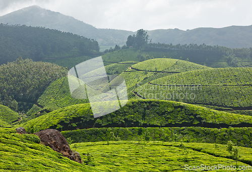 Image of Tea plantations