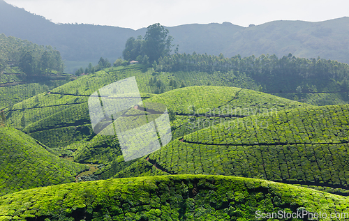 Image of Tea plantations