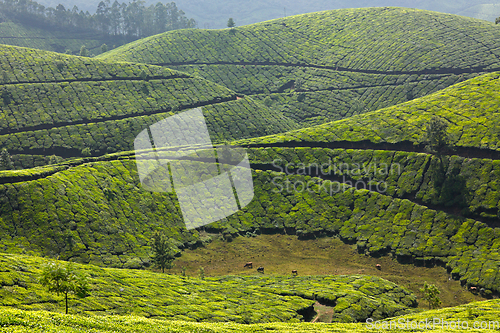 Image of Tea plantations