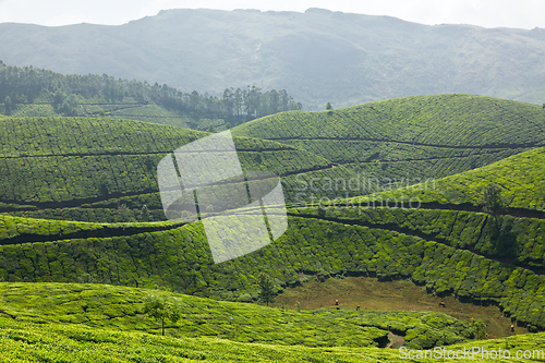 Image of Tea plantations