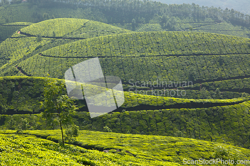 Image of Tea plantations