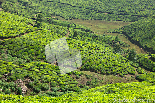 Image of Tea plantations