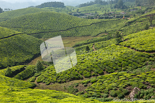 Image of Tea plantations