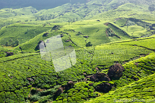 Image of Tea plantations