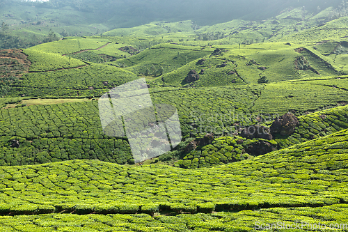 Image of Tea plantations