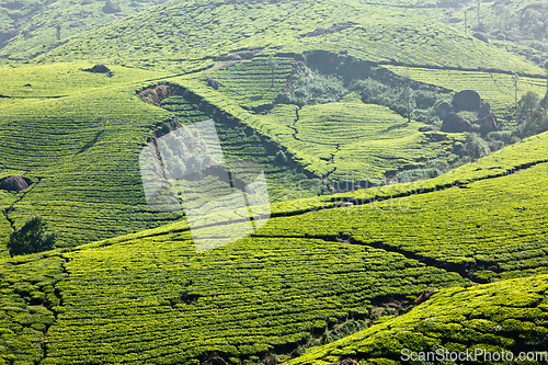 Image of Tea plantations