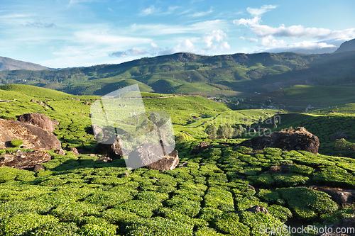 Image of Tea plantations