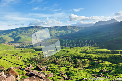 Image of Tea plantations